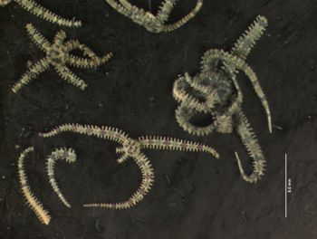 Media type: image; Invertebrate Zoology OPH-4150   Description: specimen;